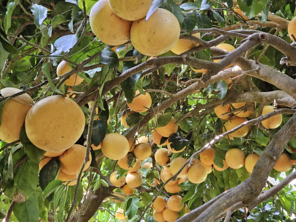 Pomelo et agrumes bio de Corse au Château d'Estresses en Corrèze - Renaud Dumont