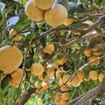 Pomelo et agrumes bio de Corse au Château d'Estresses en Corrèze - Renaud Dumont