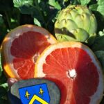 Artichauts et Pomelos - Produits bio de Corse - Château d'Estresses