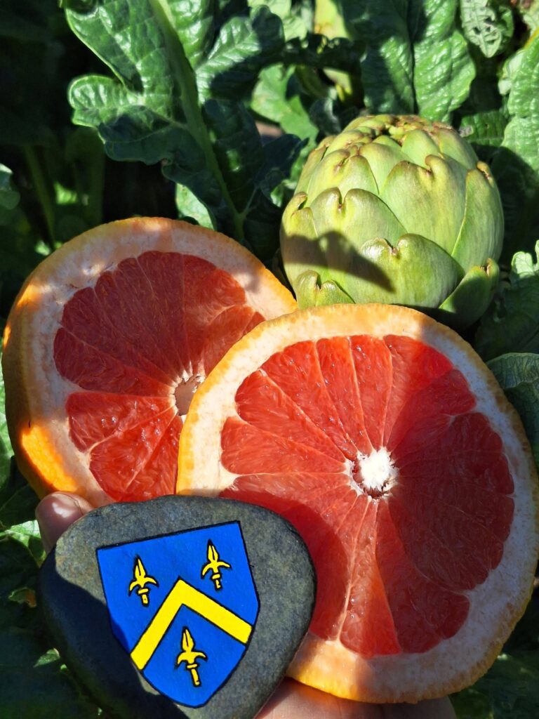 Artichauts et Pomelos - Produits bio de Corse - Château d'Estresses