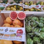 Citrons, rtichauts et Pomelos - Produits bio de Corse - Château d'Estresses